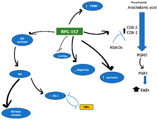 BPC-157 Peptide Pathway