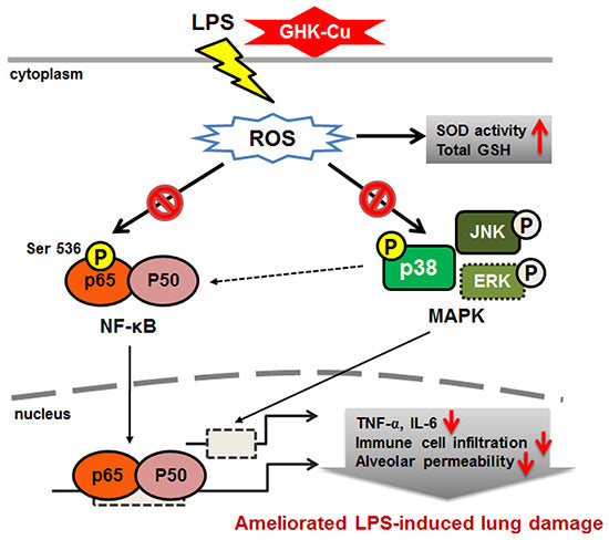 GHK-Cu Peptide Pathway