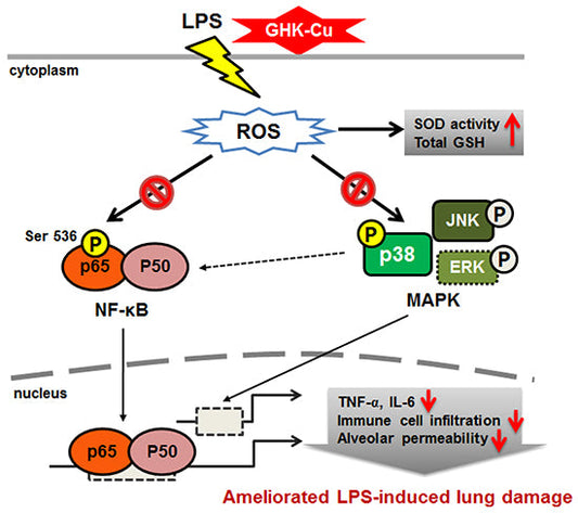 GHK-Cu Peptide Pathway