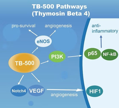 TB-500 Peptide Pathway